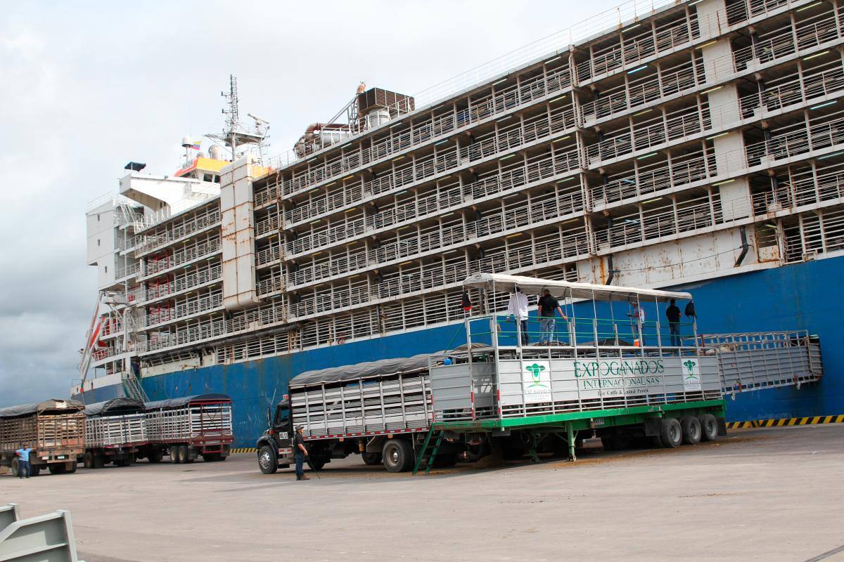 Mercado del Oriente Medio atraído por bovinos colombianos