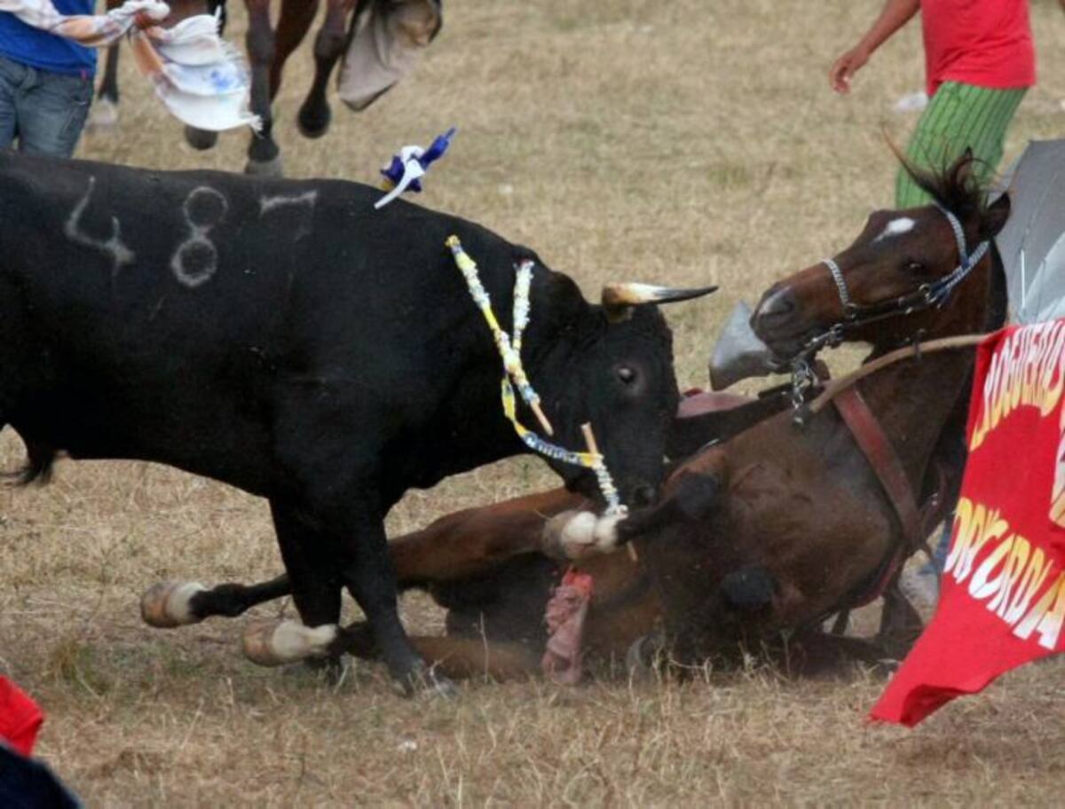 Unos 14 caballos murieron al ser corneados por toros en las recientes fiestas de Sincé.