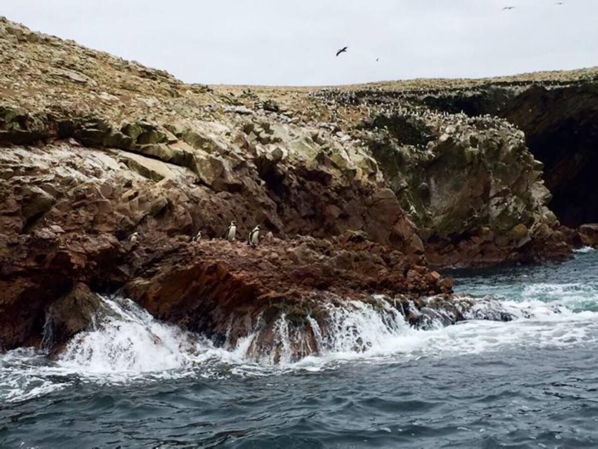 Pingüinos de Humboldt. Fotos: Víctor García Ayola
