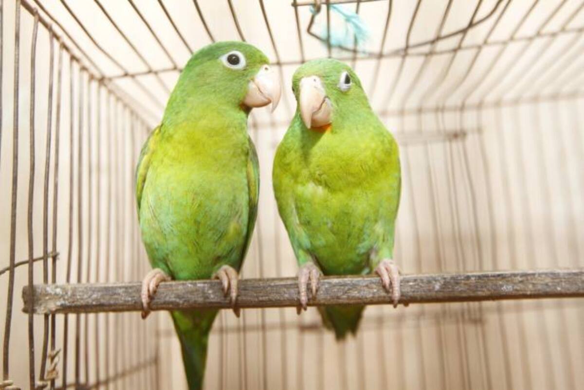 JULIO CASTAÑO - EL UNIVERSAL