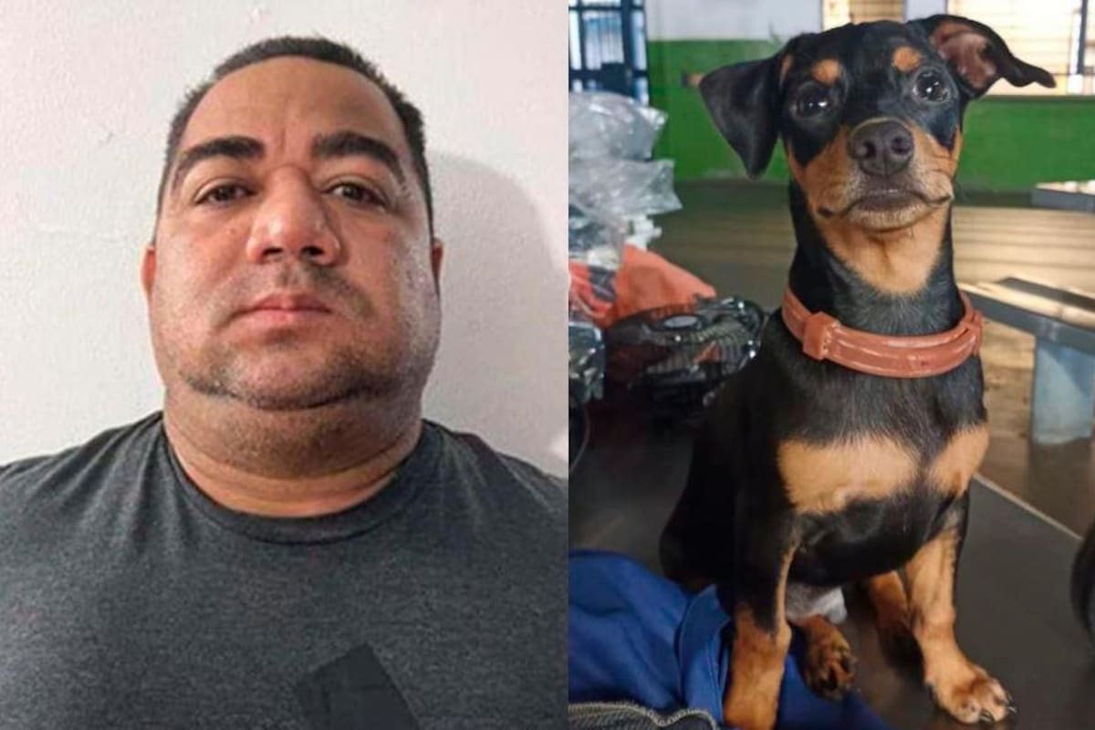 Decomisan perro pincher a ‘Alex Simanca’, peligroso jefe del Clan del Golfo