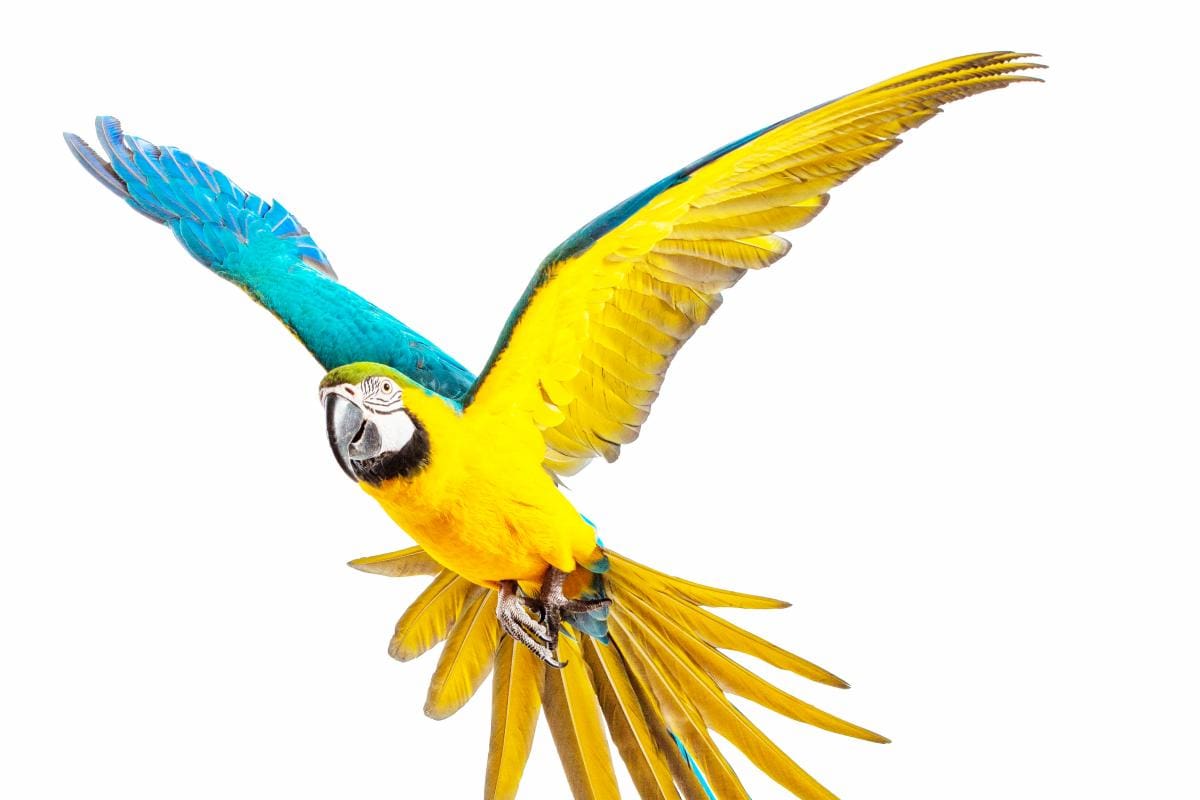 ‘Apadrina un ave’ del Aviario Nacional de Colombia