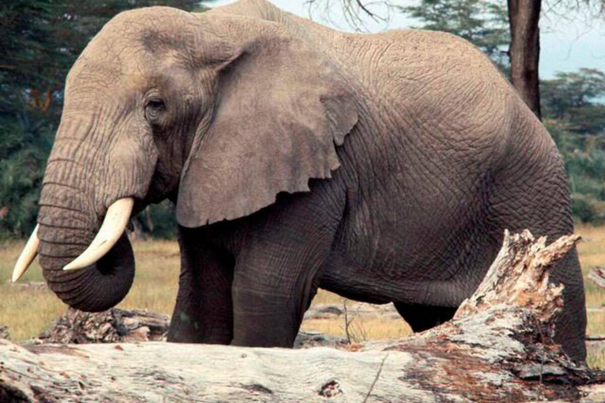 India: elefante mató a mujer y luego embistió contra su cadáver