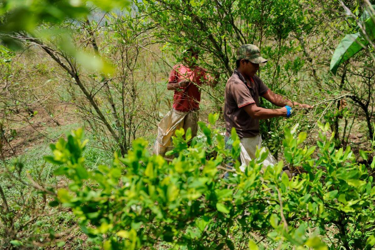 En Bolívar aumentaron los cultivos ilícitos