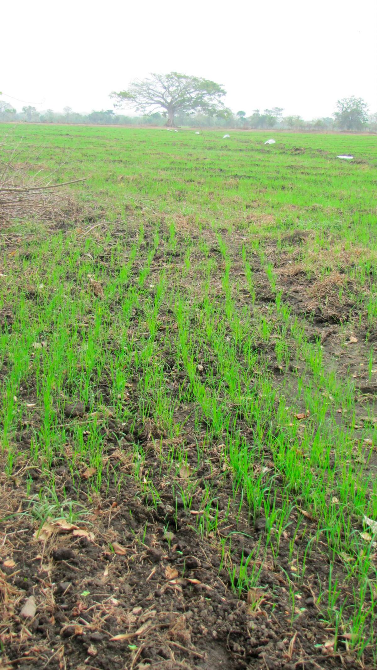Cultivo de arroz en el Distrito de Marialabaja.