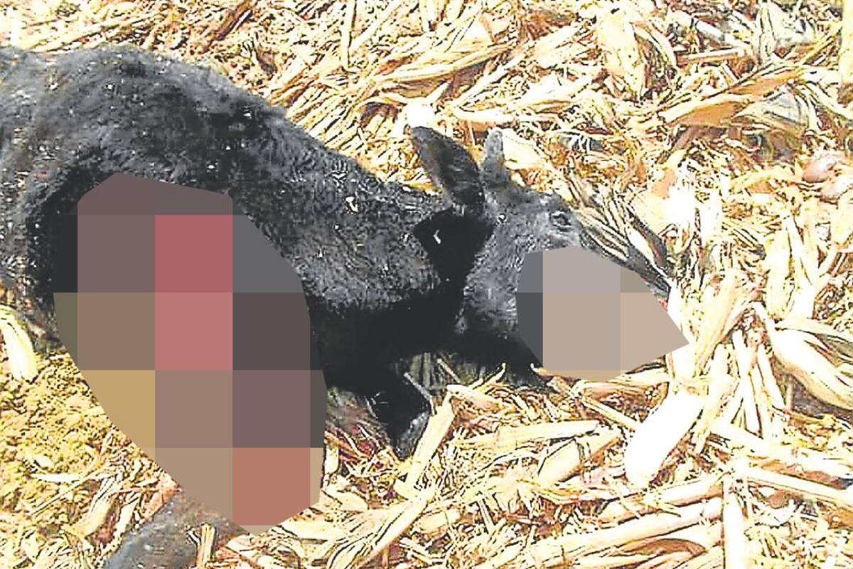 En extrañas circunstancias mueren 60 reses en Mahates
