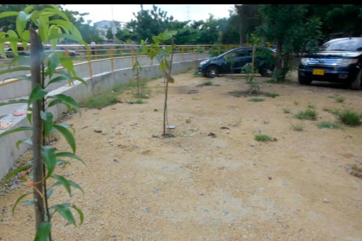 EPA Cartagena inspecciona árboles sembrados en zona del canal Campestre
