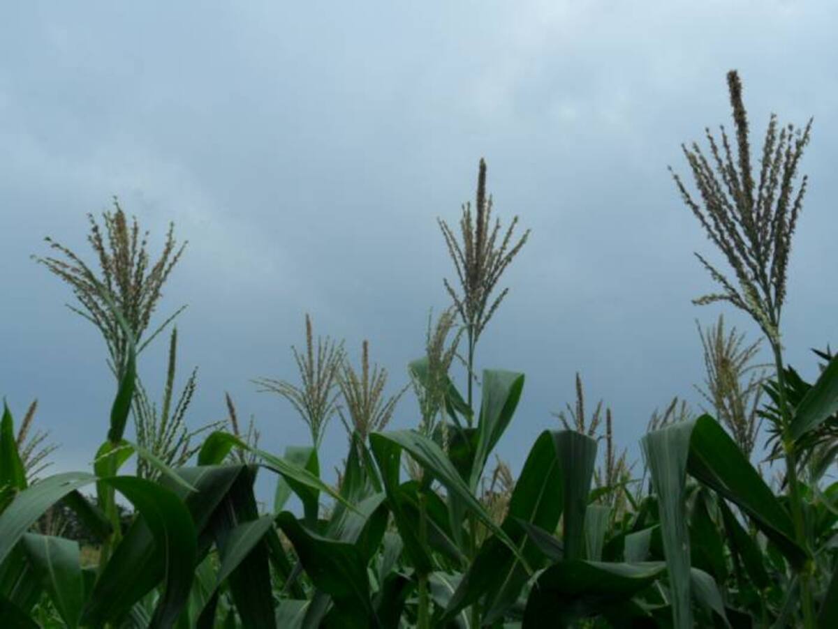 La región de los Montes de María es de las grandes productoras de maíz, en Bolívar. HERMES FIGUEROA - EL UNIVERSAL
