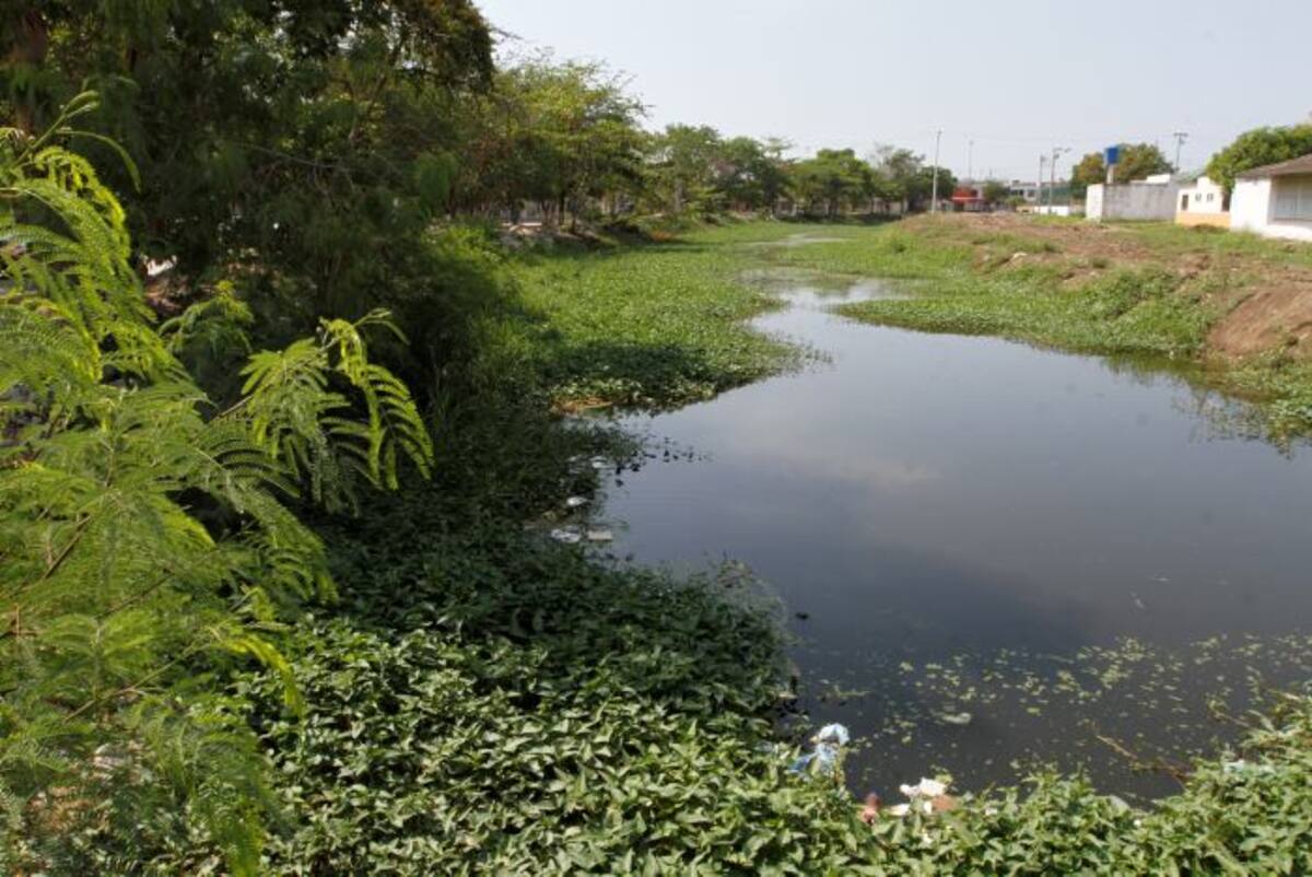 Estas especies prefieren ríos, humedales y corrientes lentas de agua. //Foto archivo