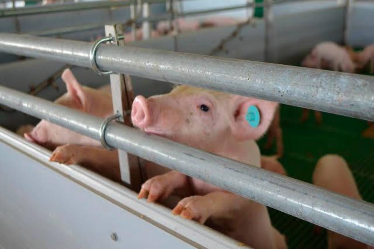 Los ‘chicharrones’ que inquietan a los porcicultores