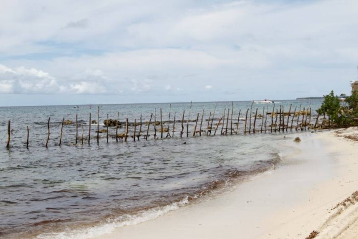 Esta fotografía fue tomada en 2015 donde ya se evidenciaban los estragos de las fuertes corrientes del mar sobre la zona de Playetas, Barú. Julio Castaño- El Universal.