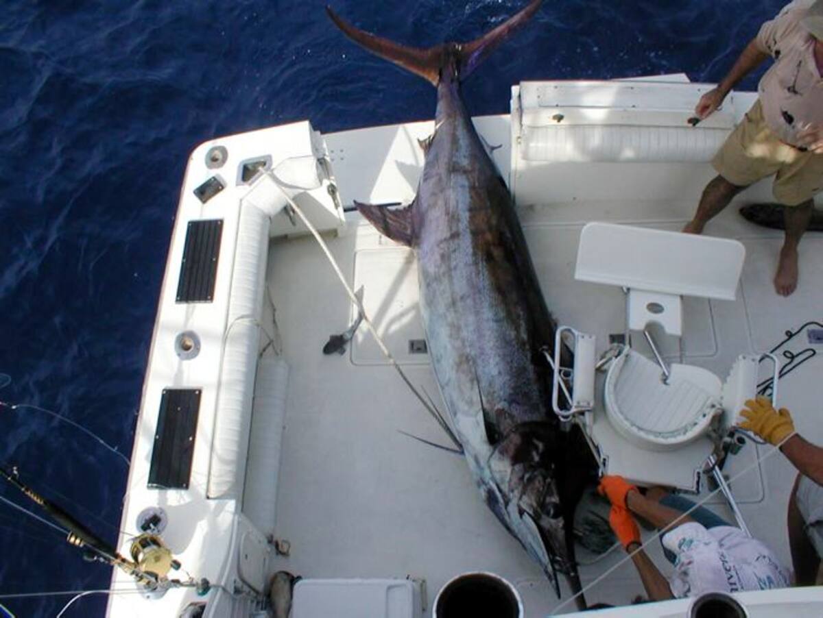 El marlin es la especie odiciada por los pescadores. Archivo