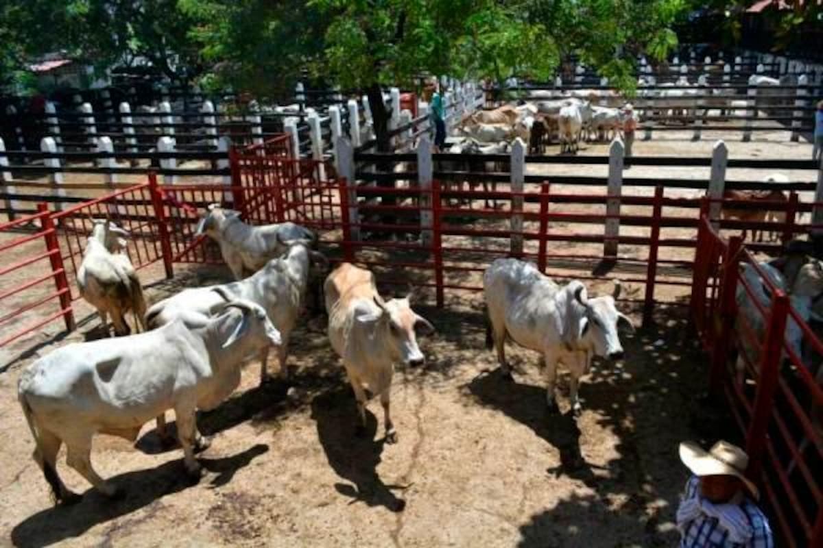 Organización de Sanidad Animal da certificado libre de aftosa a Colombia