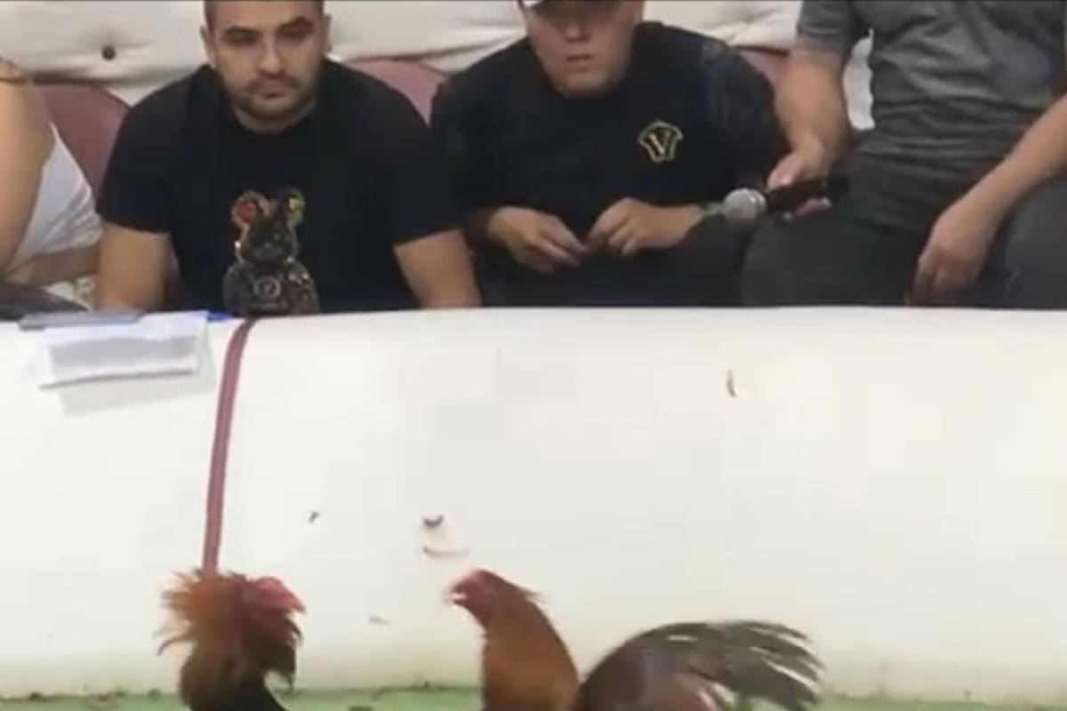 ¿Se podrán acabar las peleas de gallos en Colombia?