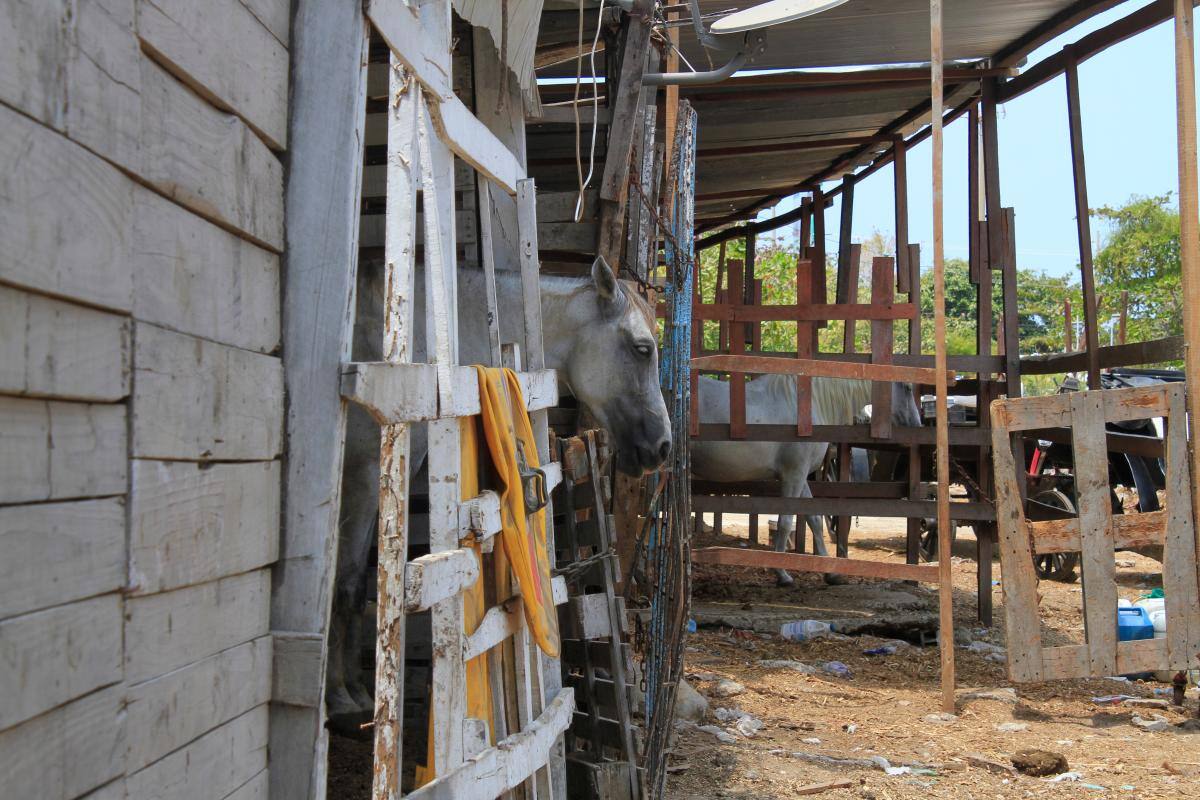 Caballos cocheros: el informe que podría poner en jaque a este servicio