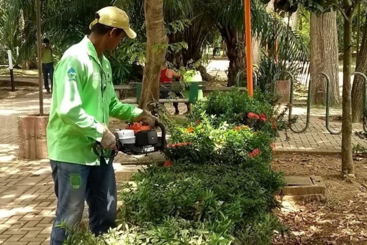 Poda de árboles en la Ronda del Sinú de Montería. Cortesía