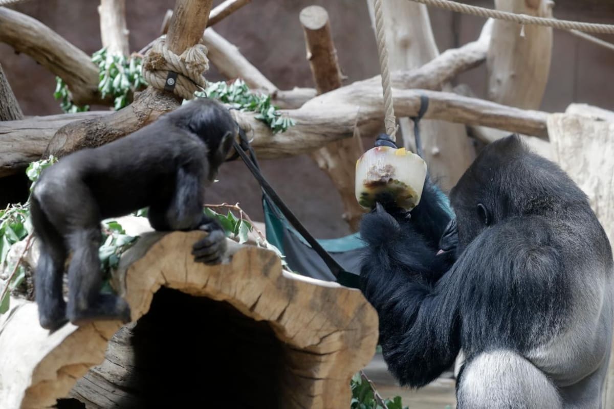 Video: zoológicos en pandemia