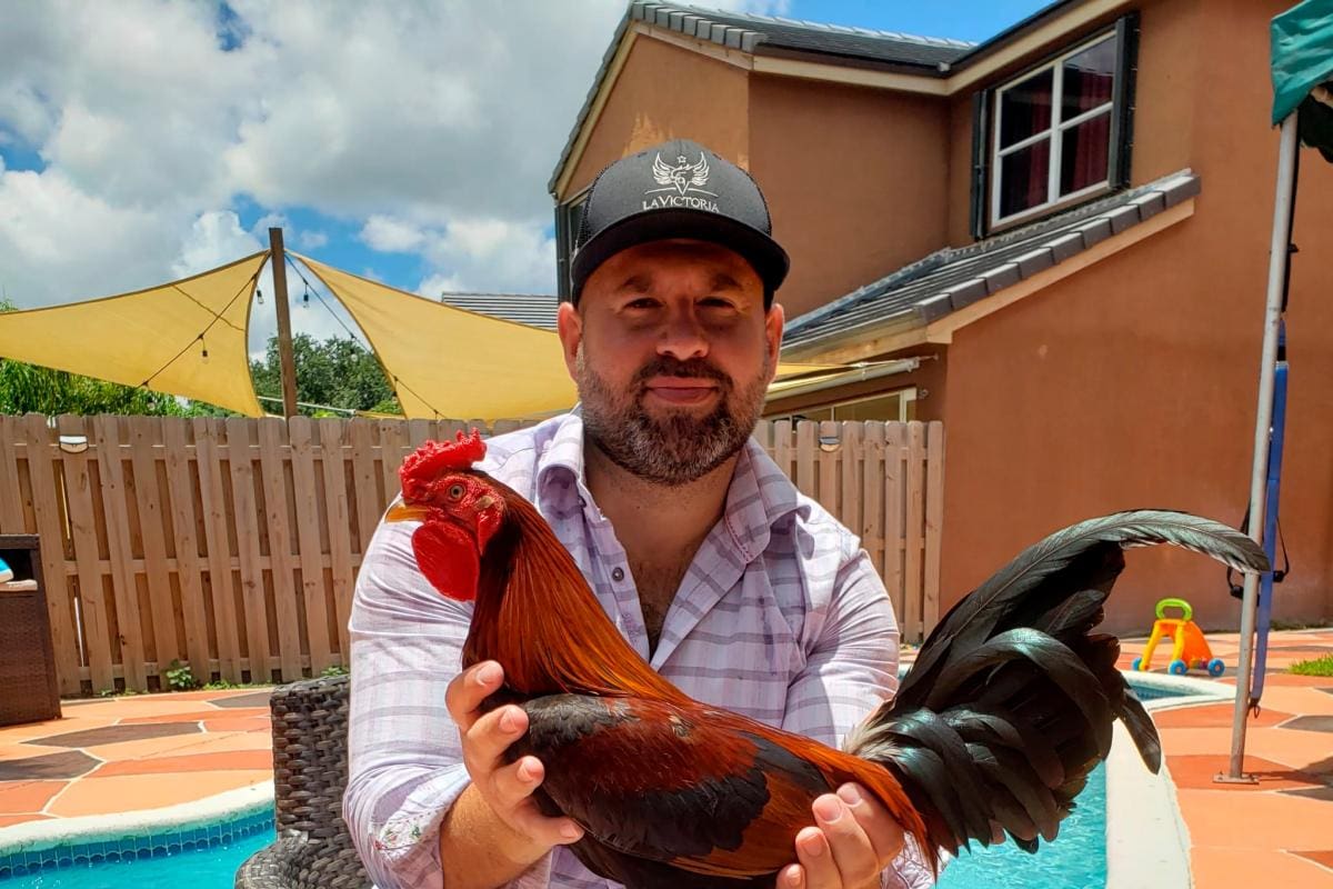 Cartagena, sede del Mundial de Gallos Finos