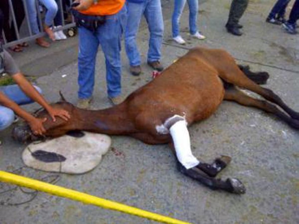 Según la defensora de animales, la muerte del equino se registró a la altura de la avenida Pasoancho con carrera 66, luego de sufrir lesiones en una de sus patas. COLPRENSA