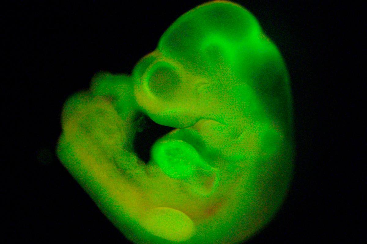La edición genética avanza hasta el genoma mitocondrial