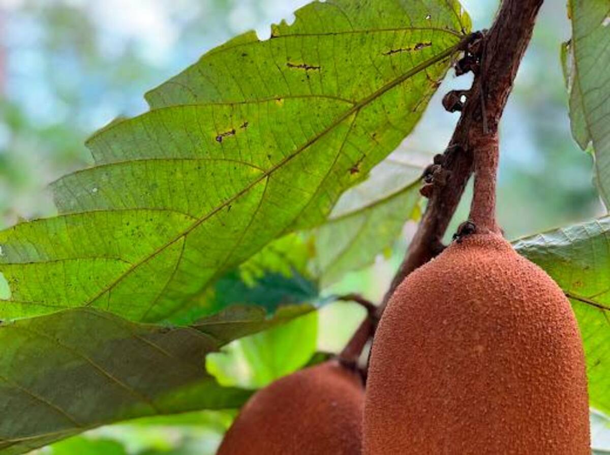 Frutos de Copoazú extraídos de la Amazonía colombiana. //Cortesía