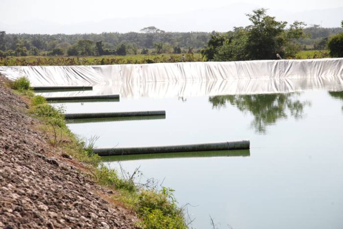 Según denunció la comunidad, la laguna de oxidación se ha convertido en una especie de criadero de mojarras tipo tilapia que han llegado a través de las tuberías y personas inescrupulosas las están pescando para su comercialización. Aroldo Mestre/ El Universal/