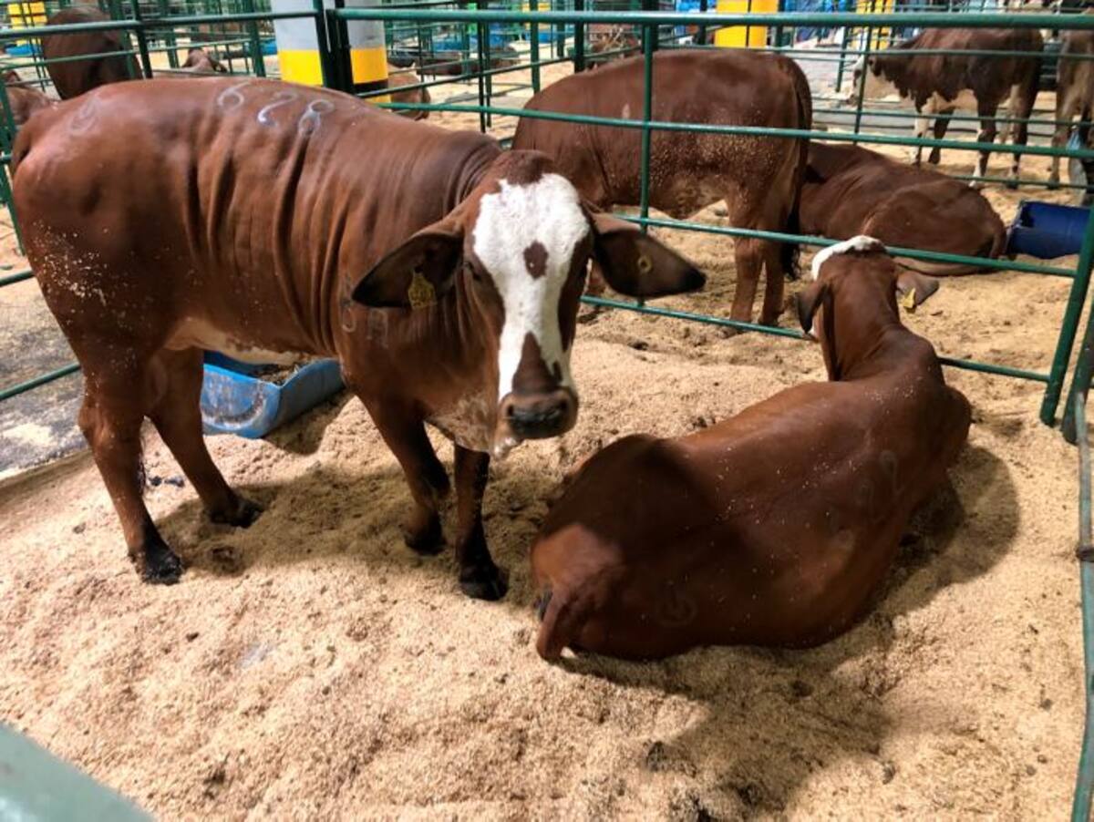 La feria Agroexpo Caribe 2018 se extenderá hasta el domingo 21 de octubre en el Centro de Eventos Puerta de Oro. Cortesía.