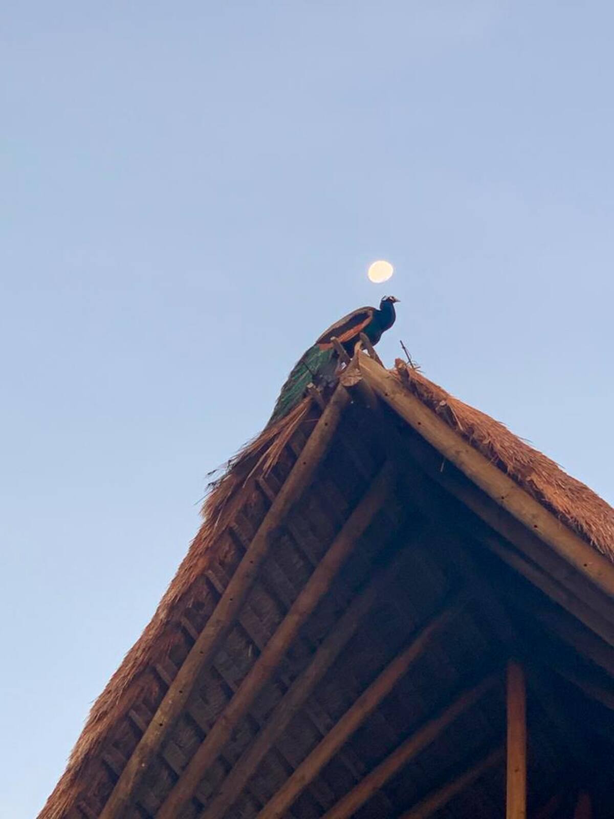 Un pavo real bajo la luz de la luna.//Foto: Cortesía.