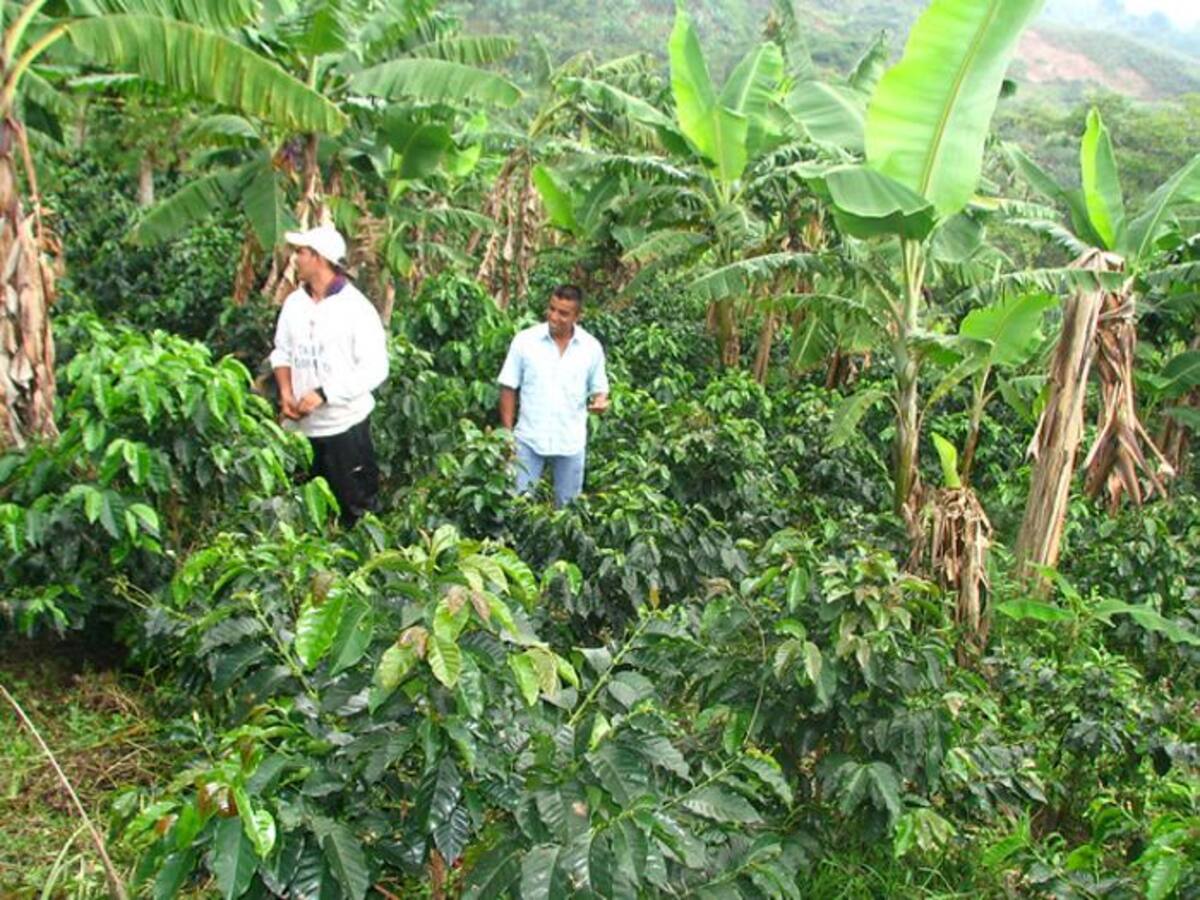 Eje Cafetero. COLPRENSA