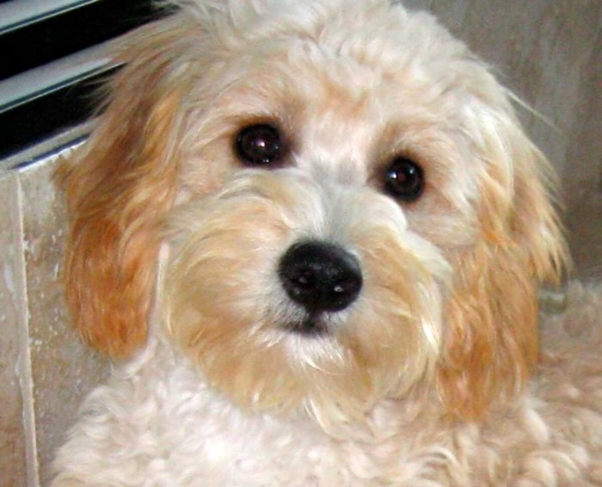 El cava-poo-chon es un mestizo de Cavalier King Charles Spaniel, Poodle miniatura y Bichon Frise. AP