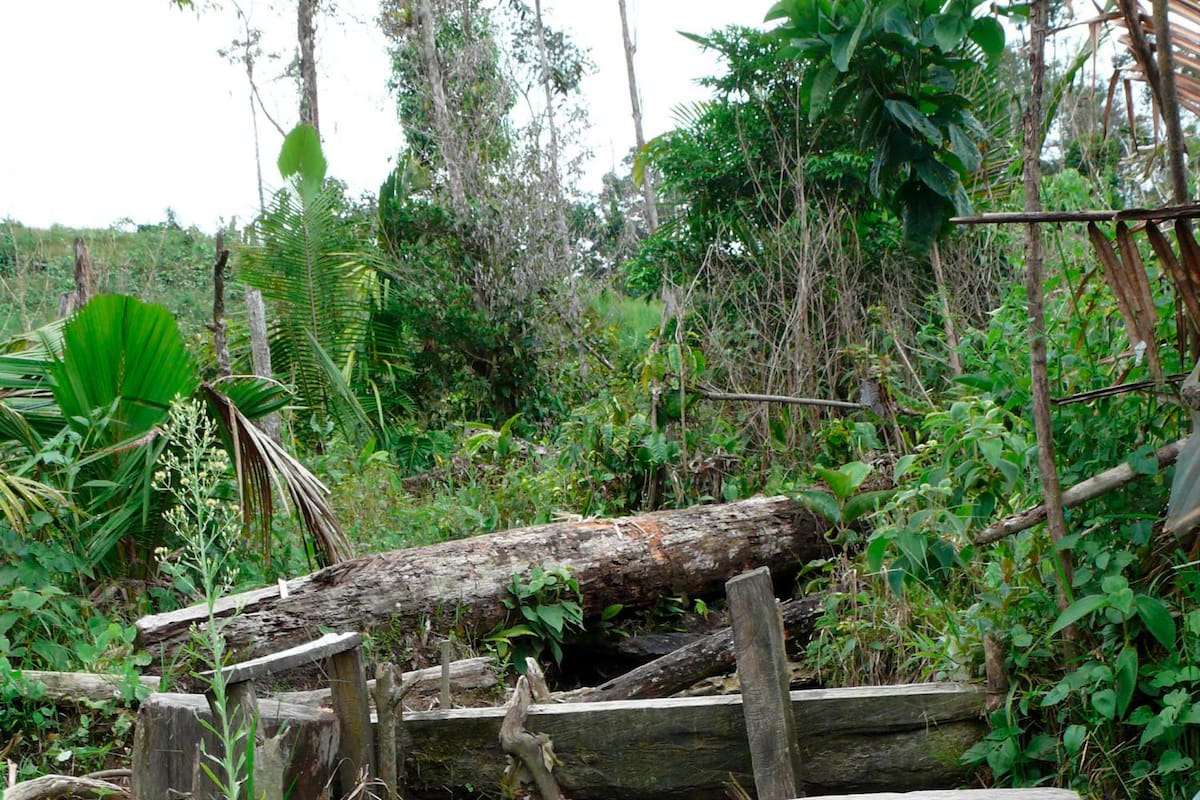 Académicos piden a Biden abandonar respaldo a la fumigación aérea en Colombia