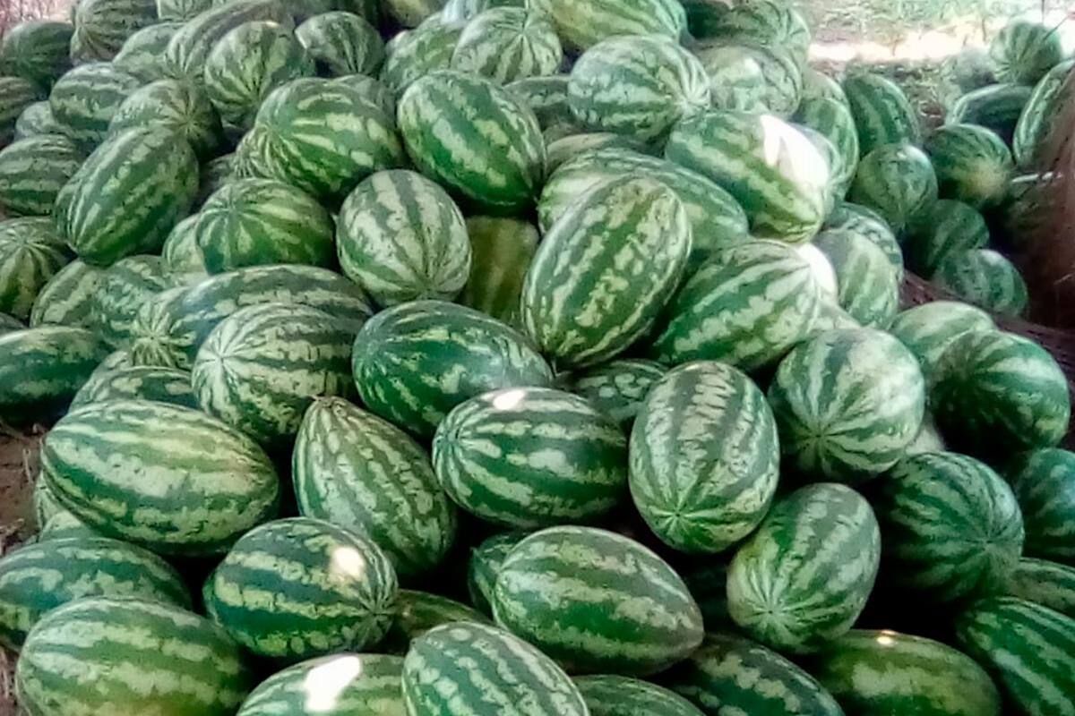 Producción de patilla está en riesgo de perderse en La Mojana