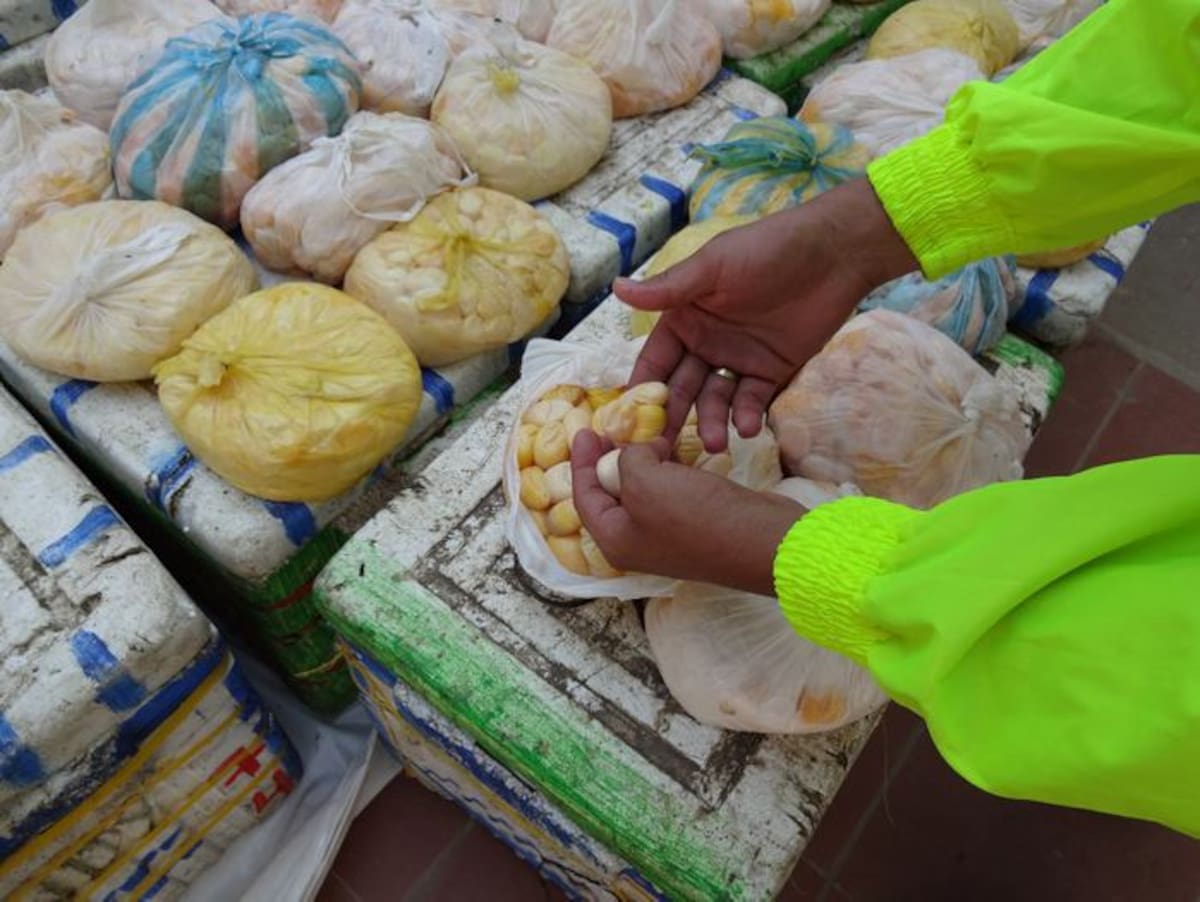 Huevos de iguana incautados. Cortesía