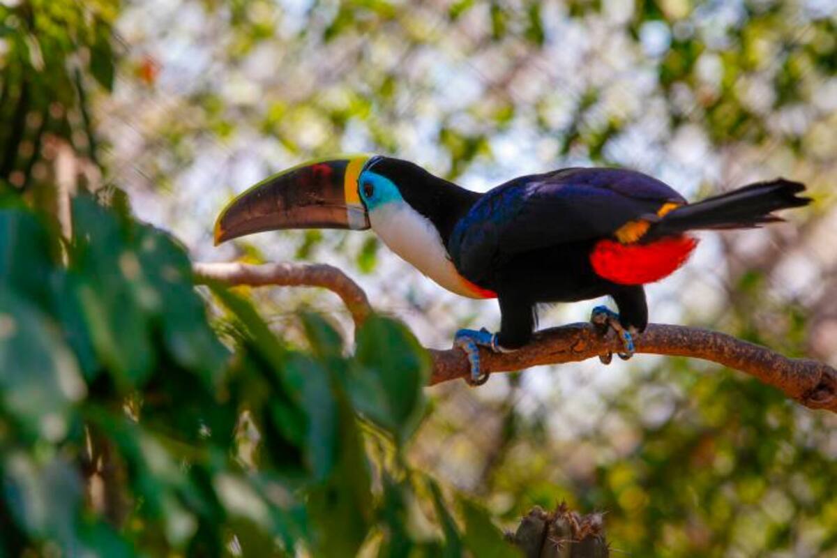 Aviario Nacional, el mejor plan para disfrutar estas vacaciones