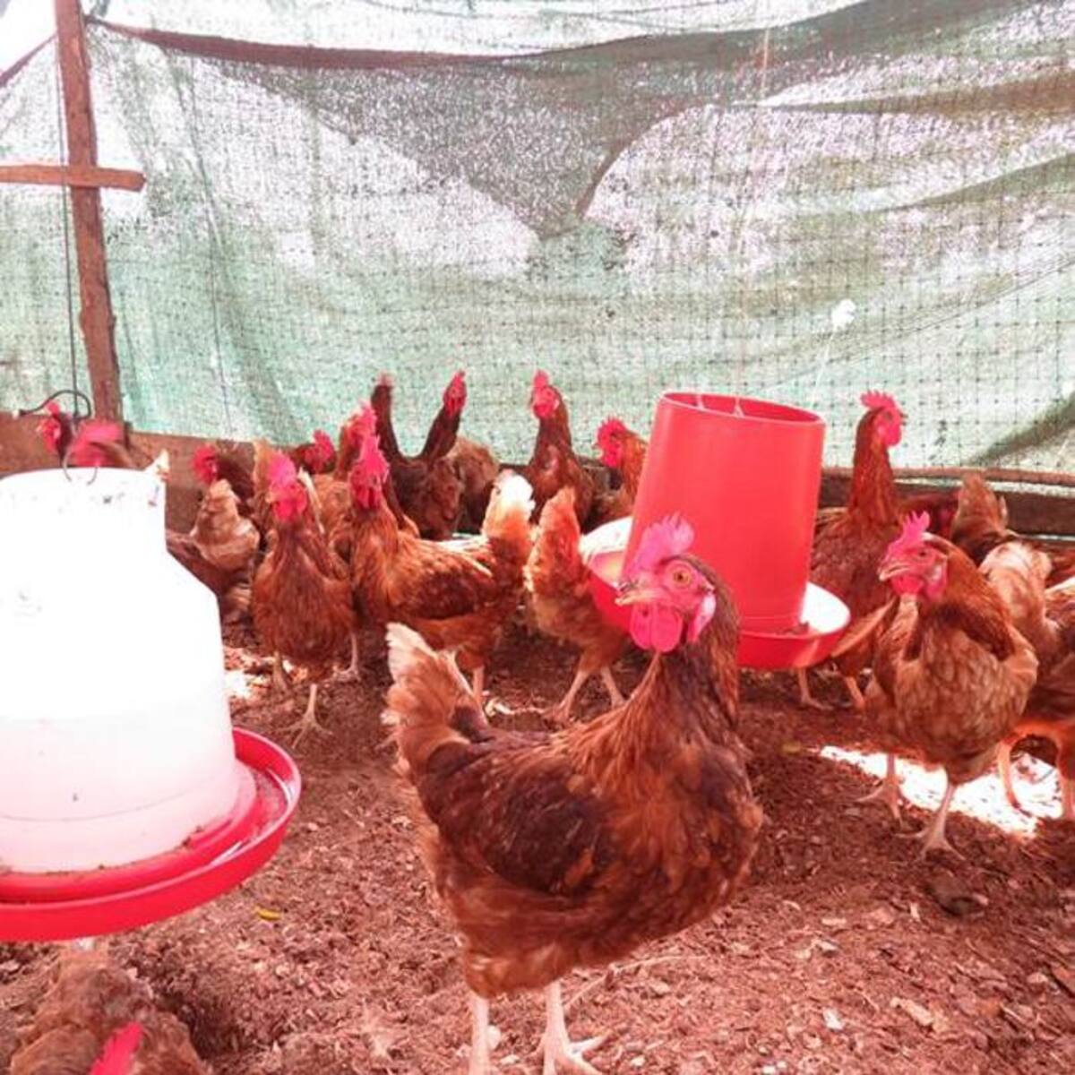 El galpón de gallinas ponedoras, en Bocachica, produce alrededor de 200 huevos diarios. CORTESÍA