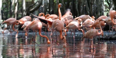 ¡Pilas! Este 5 de noviembre los niños entran gratis al Aviario Nacional