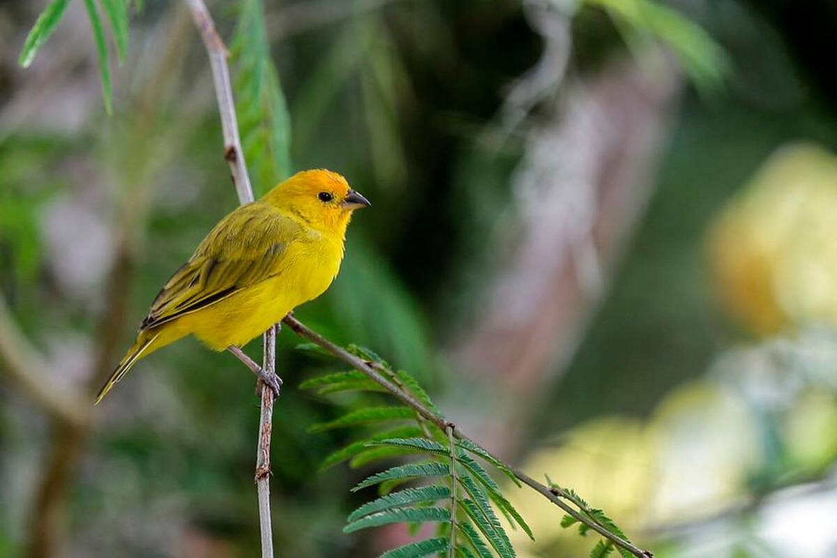 Avistamiento de aves: cuarta corona consecutiva para Colombia