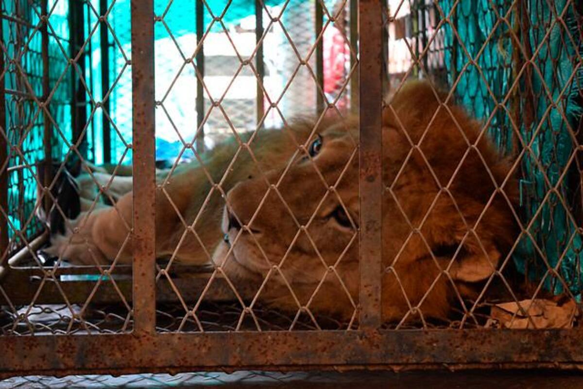 León ‘Júpiter’ ya se encuentra en Cali y será atendido en hogar de paso