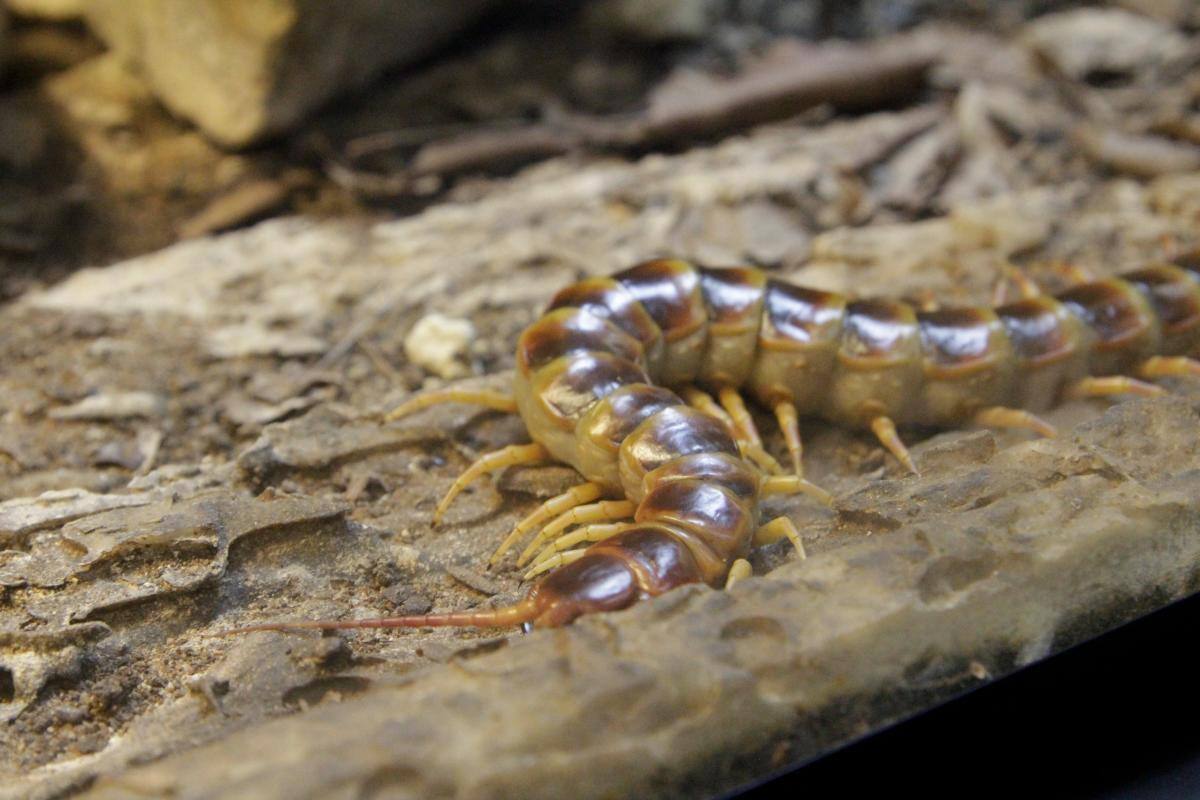 Vivarium, un sueño que se convirtió en realidad