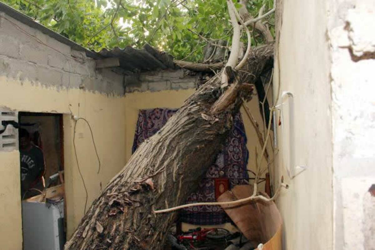 El árbol destruyó el techo de la vivienda y varios electrodomésticos. LUIS C. PRADO