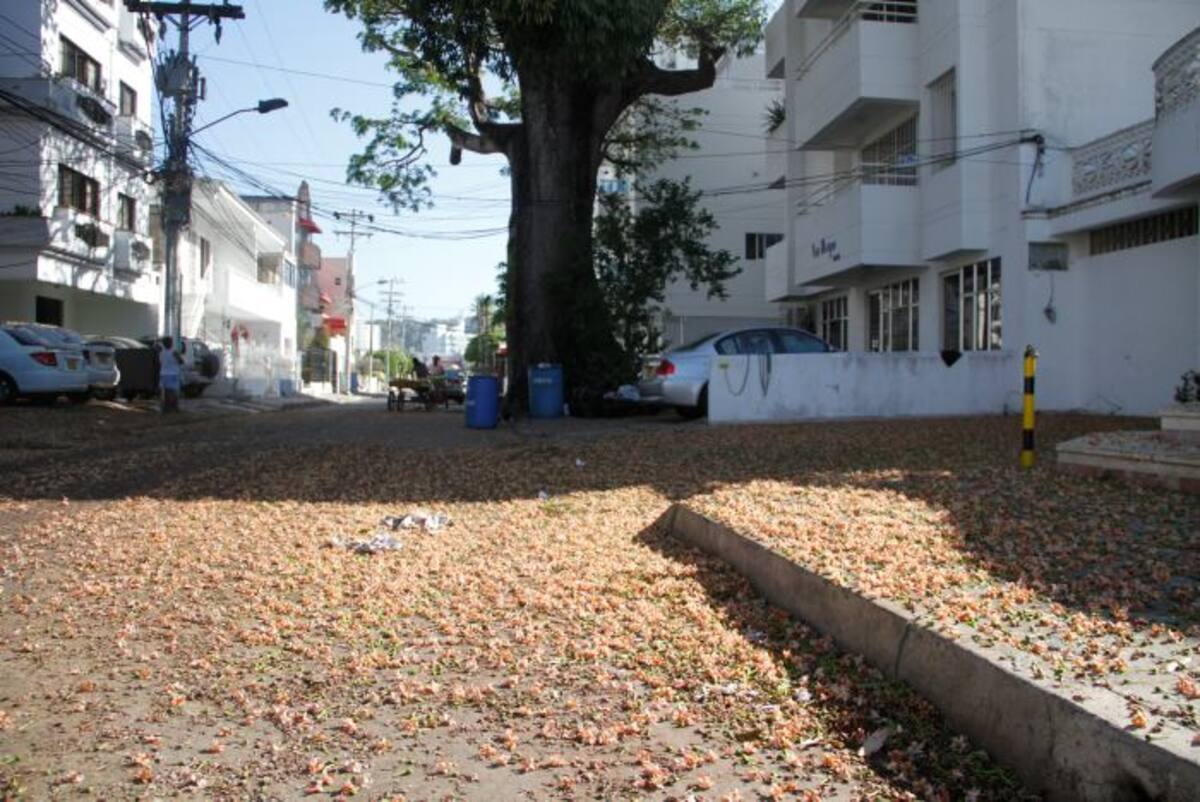 La calle llena de las flores que arroja el árbol. Óscar Díaz - El Universal