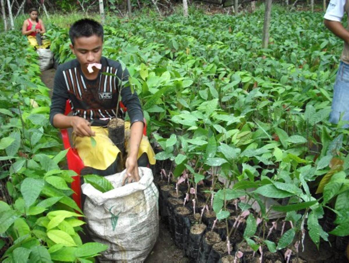 Viveros de cacao en el Sur de Bolívar. CORTESIA