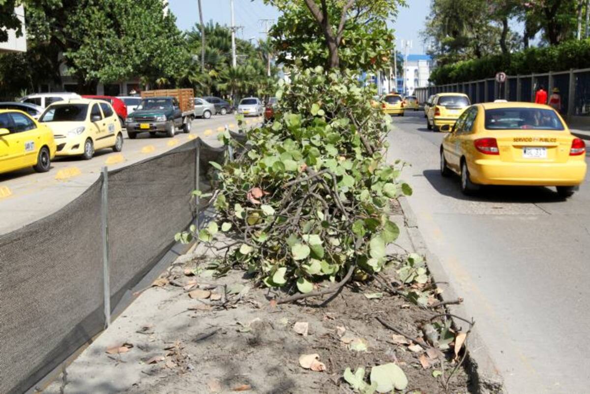 La mayoría de las especies que se van a retirar del sector se van a resembrar en otras zonas de la ciudad, según informó el Distrito. Julio Castaño