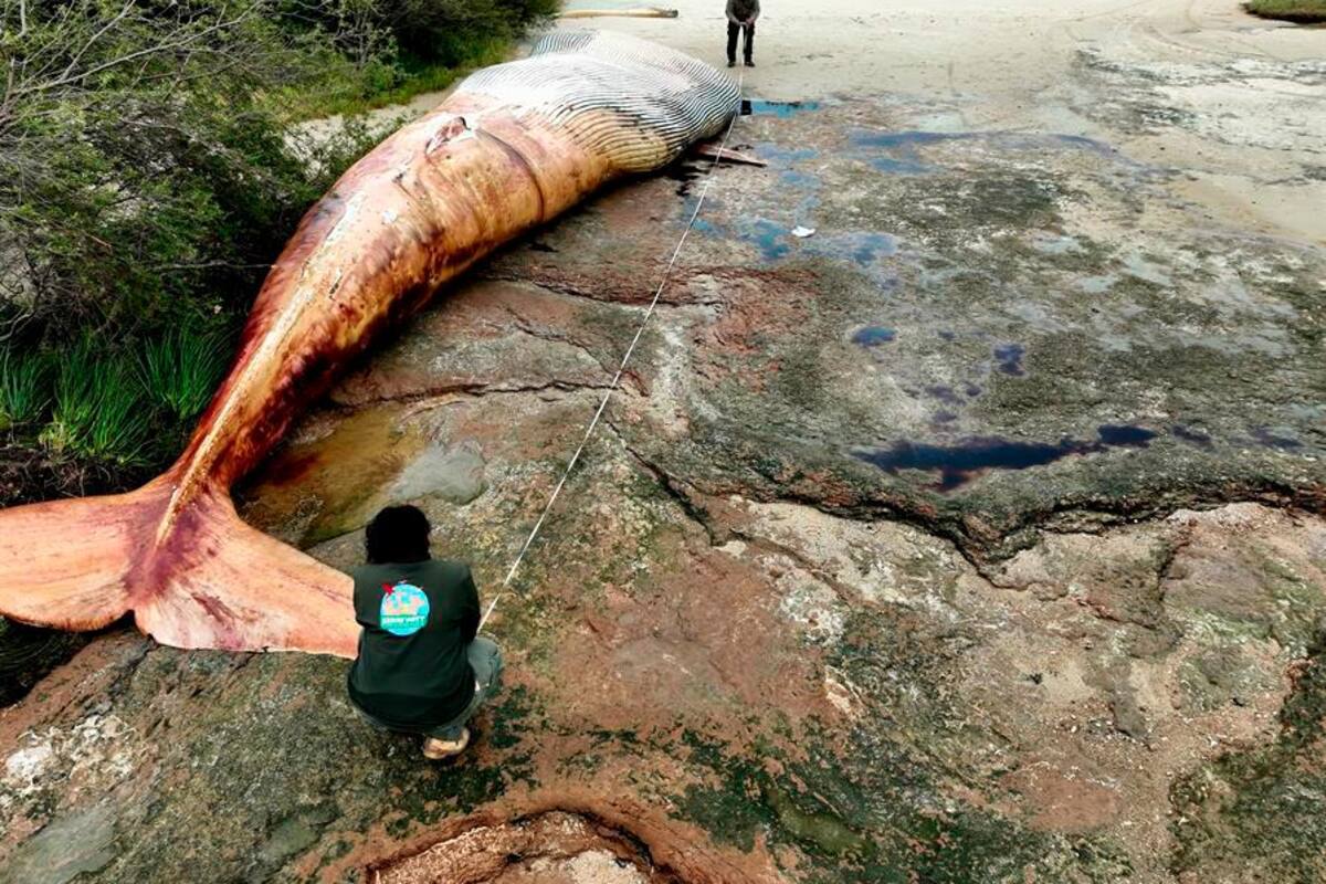 Descubrimiento sorprendente: hallan ballena de 20 toneladas en Uruguay