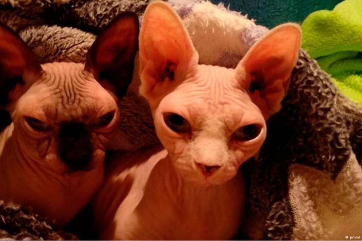 Por crianza mediante tortura: rescatan 48 gatos de exótica especie ucraniana