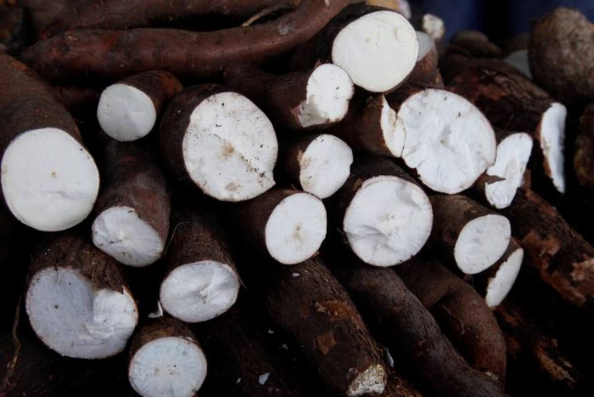 La yuca es uno de los productos que este año han disminuido su precio. Aroldo Mestre