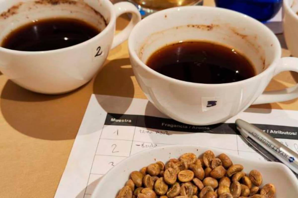 ¿Café arábigo o robusta? El fuerte dilema del futuro de la caficultura de Colombia