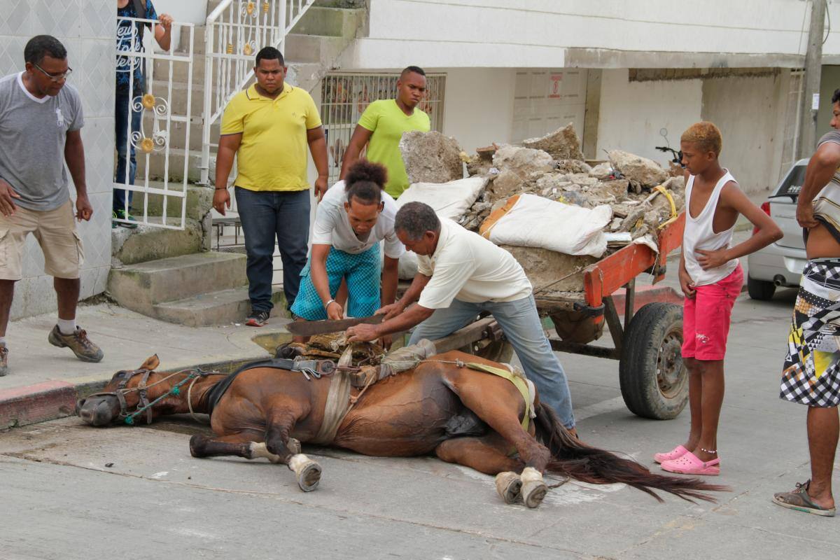 Distrito construye política pública de protección y bienestar animal
