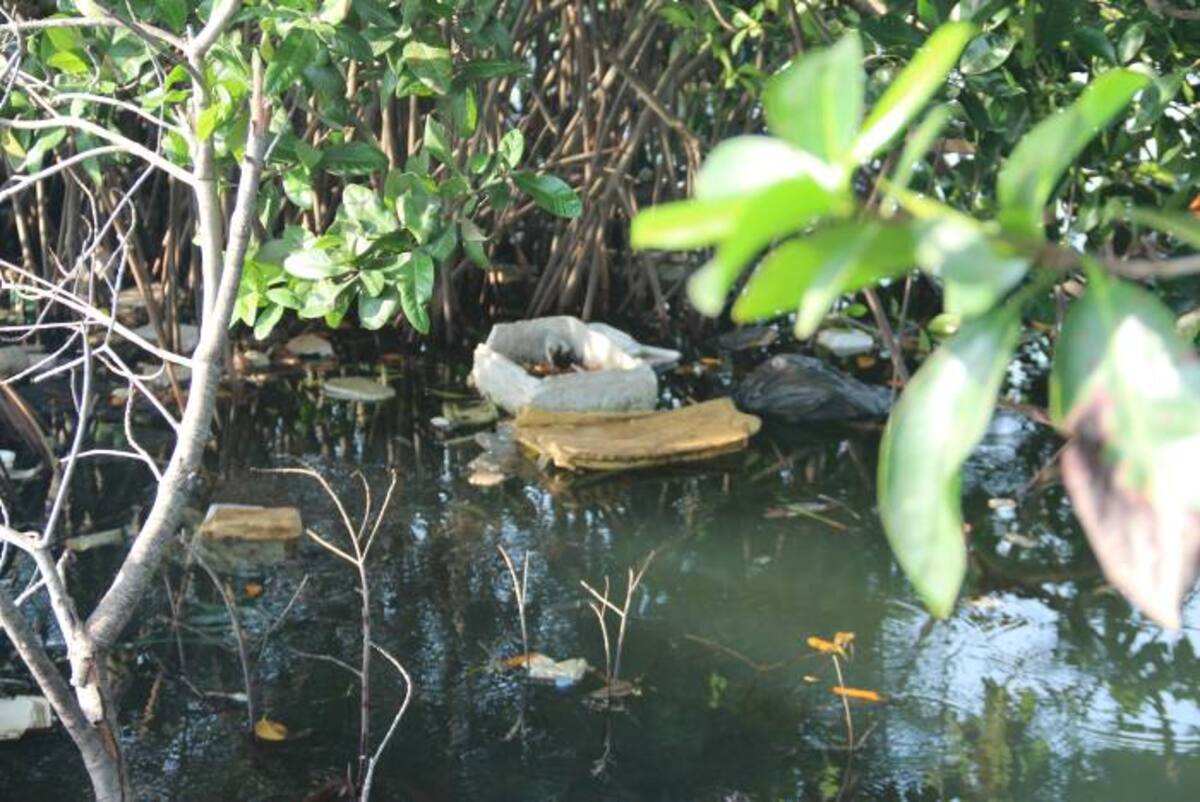 Hay botellas plásticas, de vidrio e incluso el lente de El Universal captó una nevera de icopor en medio de las aguas donde están estos mangles. DANIELA BUELVAS - EL UNIVERSAL