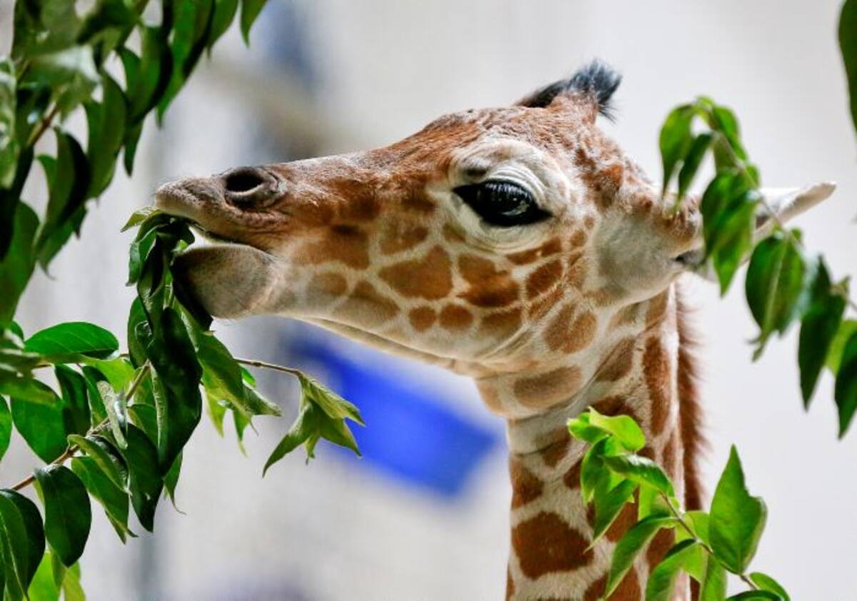 Los animales, una hembra y un macho, provienen del zoológico African Safari, de la ciudad mexicana de Puebla. AP CHRIS NEAL